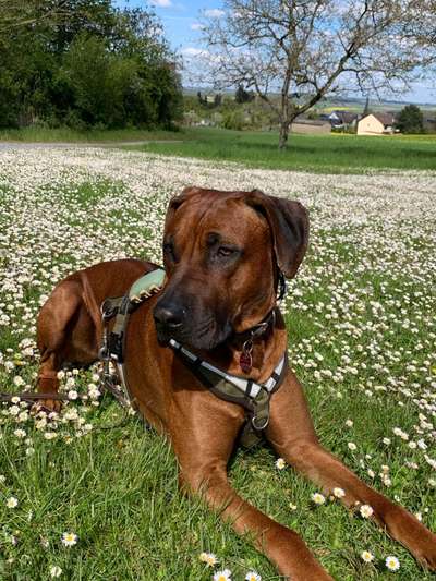 Hundetreffen-Treffen zum Trainieren-Bild