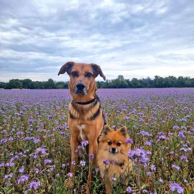 Hundetreffen-Spaziergänge-Bild