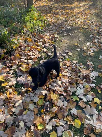 Flat Coated Retriever-Beitrag-Bild