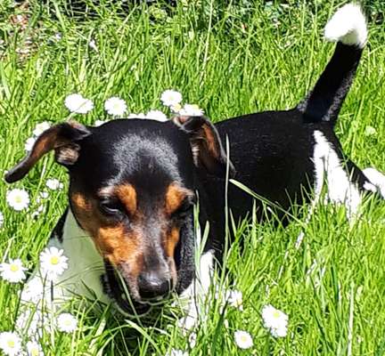 Die Dogorama Monats Challenge "Es grünt und blüht"-Beitrag-Bild