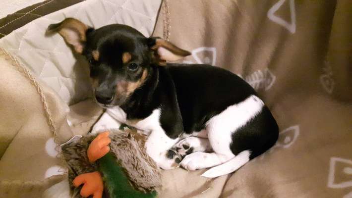 Welpen Bilder !-Beitrag-Bild