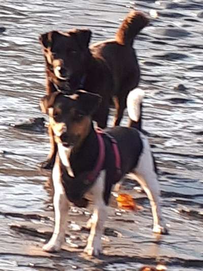 Dogorama-Monats-Challenge-Mai "Wasser"-Beitrag-Bild