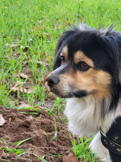 eure Spitznamen für die Vierbeiner-Beitrag-Bild