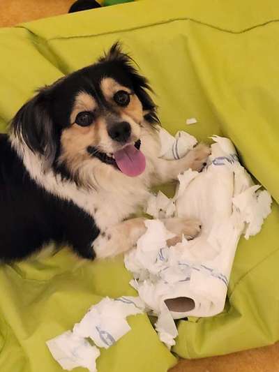 Dogorama Foto Challenge - Erwischt-Beitrag-Bild