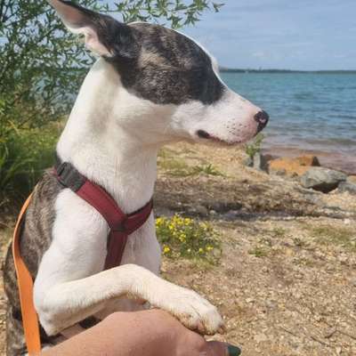 Hundetreffen-Junghund treffen in Markkleeberg