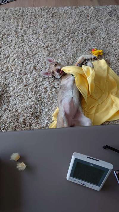 Welpen Bilder !-Beitrag-Bild