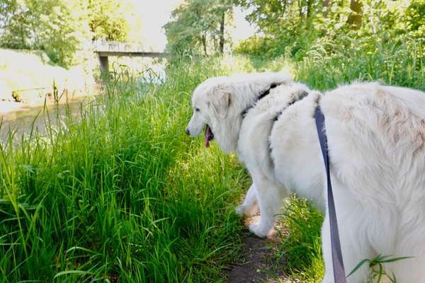 Herdenschutzhunde-Beitrag-Bild