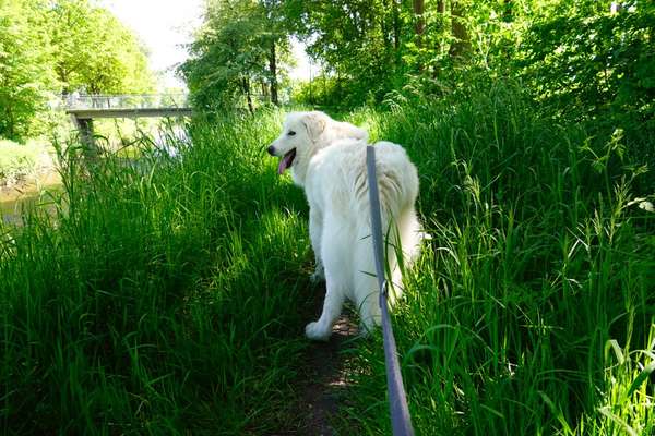 Herdenschutzhund-Beitrag-Bild