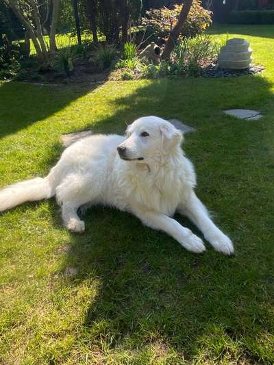 Maremmano-Beitrag-Bild