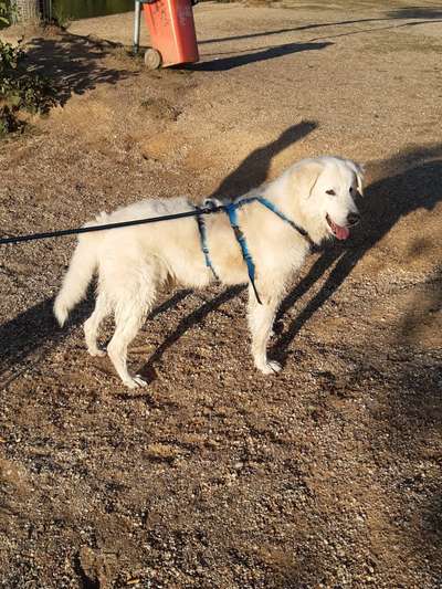 Maremmano-Beitrag-Bild