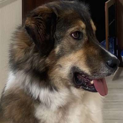 Herdenschutzhund-Beitrag-Bild