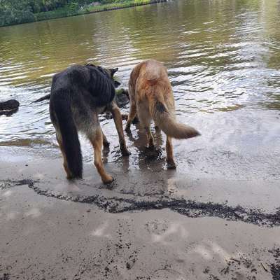 Hundetreffen-Toberunde-Bild