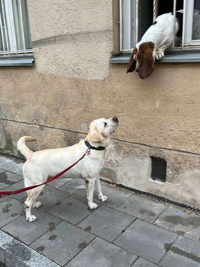 Hundetreffen-Spielrunde mit einem liebevollem Labrador-Bild