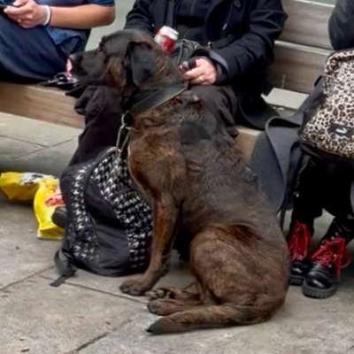 Giftköder-Aggressiver Hund: Fußgängerzone täglich!-Bild