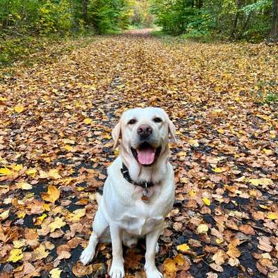 Hundetreffen-Suche Teilzeit-Hundebetreuung in Nürnberg (Nordstadt/Maxfeld)-Bild