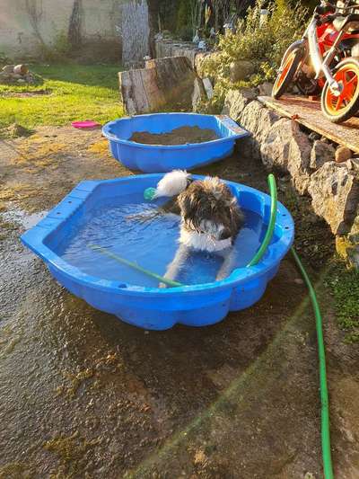 Zeigt mal die schönsten Bilder von euren Hunden !-Beitrag-Bild