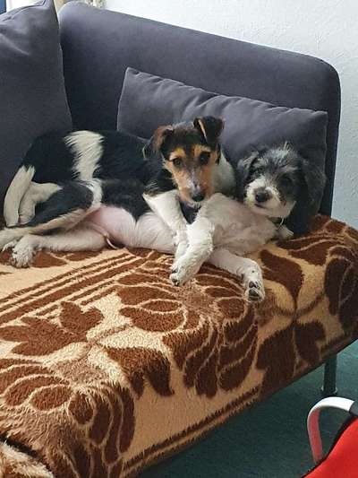 Bester Freund, Hundekumpel - zeigt her!-Beitrag-Bild