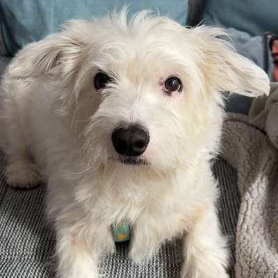 Hundetreffen-Kinoko sucht eine Gassi- Freundin-Bild