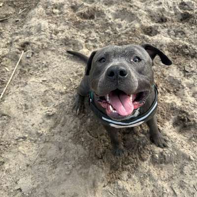 Hundetreffen-Lerngruppe und Spielepartner-Bild
