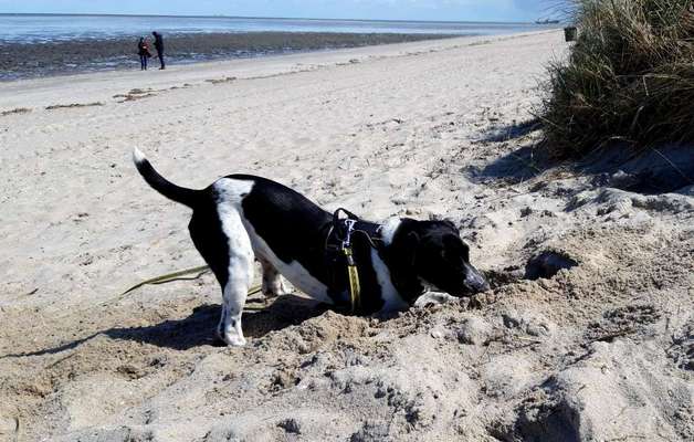Hunde im Urlaub-Beitrag-Bild