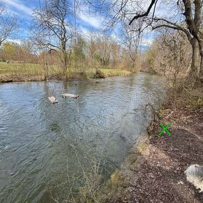 Giftköder-Rasierklinge-Bild