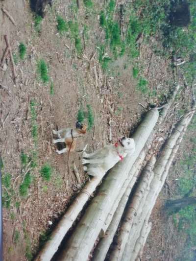 Bester Freund, Hundekumpel - zeigt her!-Beitrag-Bild