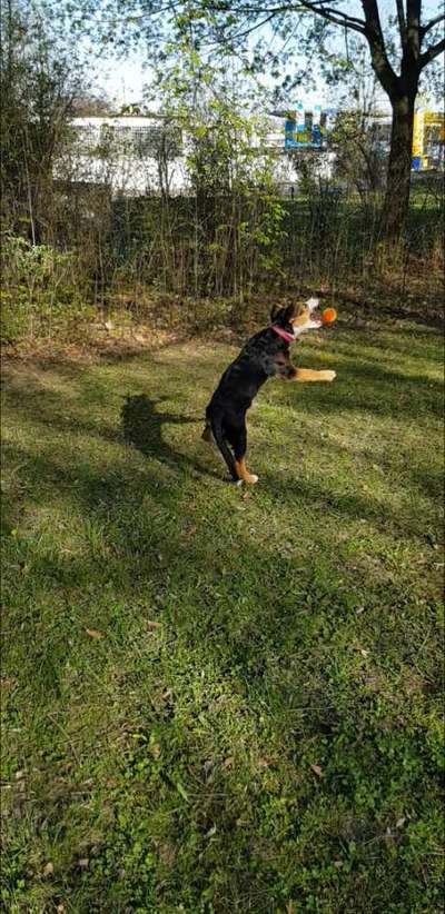 Challenge Nr. 16         Dynamik - Dein Hund in Bewegung-Beitrag-Bild