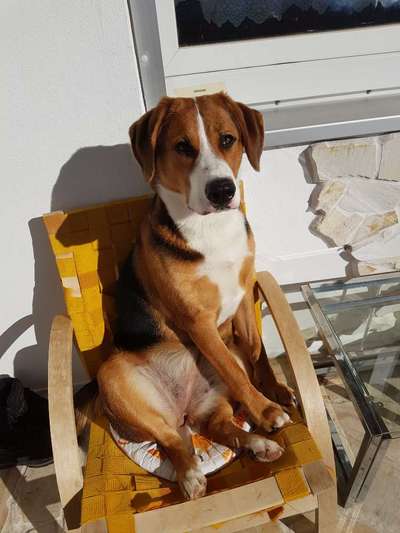 Challenge Nr 14
Eure Fellnasen auf ihrem Lieblingsplatz-Beitrag-Bild