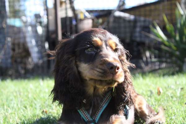 Hundetreffen-Gassi Runde ohne spielen-Bild