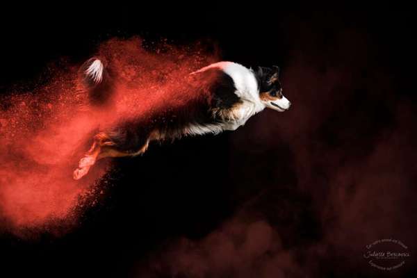 Handy Foto Challenge Nr 48: Hund und Kunst-Beitrag-Bild