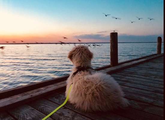 Dogorama-Monats-Challenge-Mai "Wasser"-Beitrag-Bild