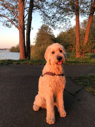 Die Dogorama Kalender Challenge Titelbild-Beitrag-Bild