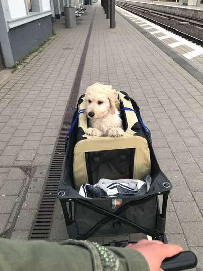 Die Dogorama Wochen Challenge-Beitrag-Bild