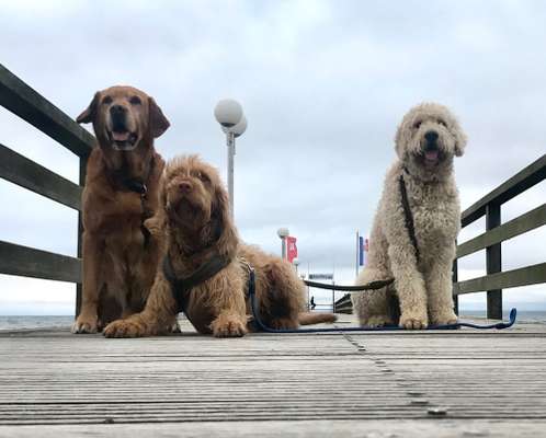 Dogorama Photo Challenge - Die besten Hundebuddys-Beitrag-Bild