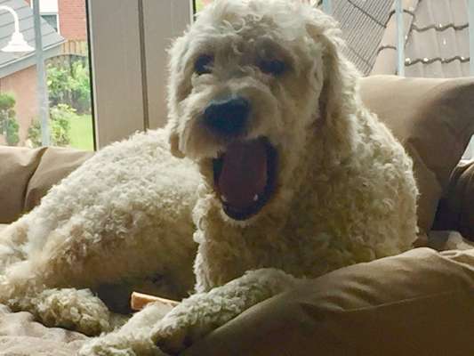 Dogorama Photo Challenge - Dein Hund beim Gähnen-Beitrag-Bild