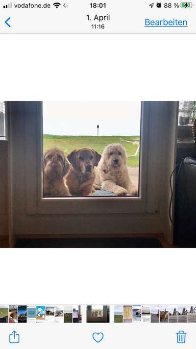 Challenge 41 - Mein Hund im Urlaub-Beitrag-Bild