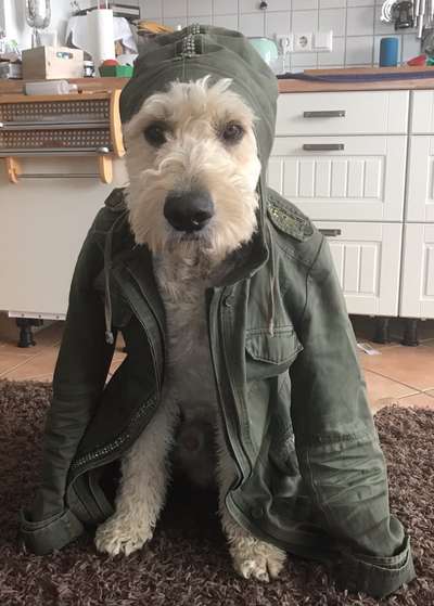 Die Dogorama Wochen Challenge-Beitrag-Bild