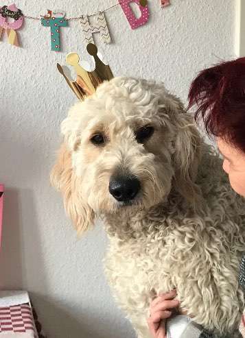 Wie heißt dein Hund?-Beitrag-Bild