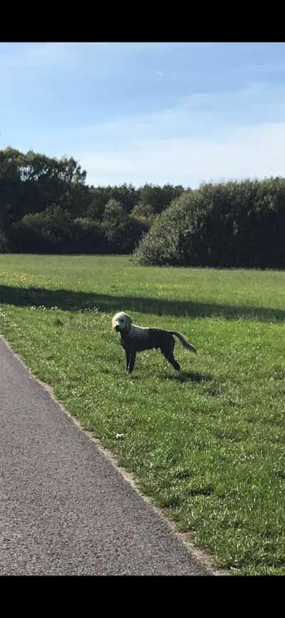 Dogorama Photo Challenge - Tre Chic!-Beitrag-Bild