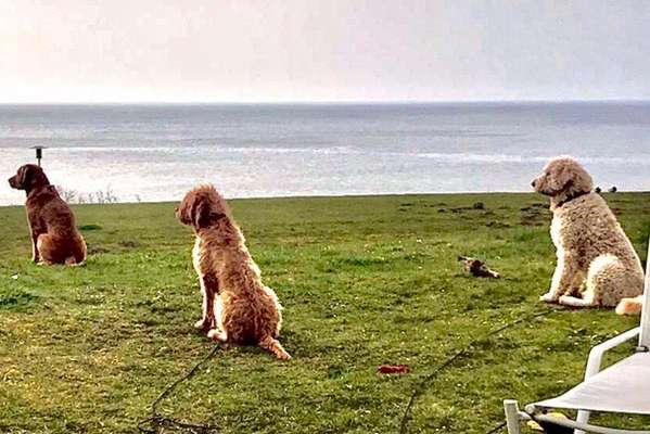 Hunde im Urlaub-Beitrag-Bild