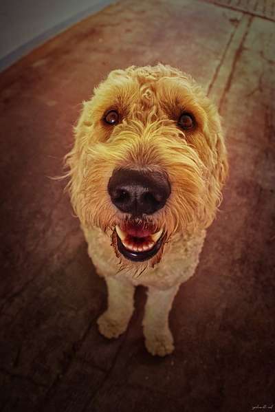 Zeigt mir die tollste Nahaufnahme von eurer Fellnase-Beitrag-Bild