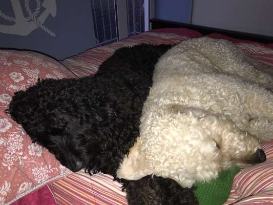 Dogorama Photo Challenge - Gegensätze-Beitrag-Bild