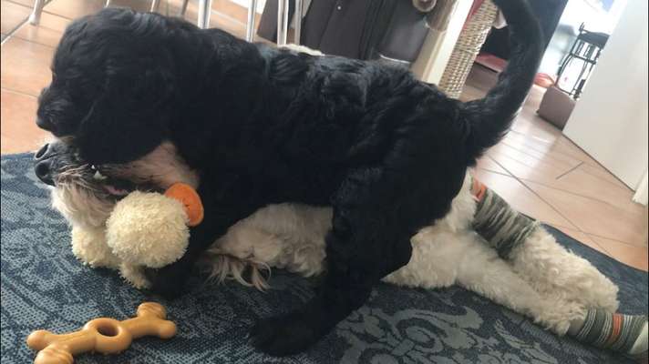 Die Dogorama Wochen Challenge-Beitrag-Bild