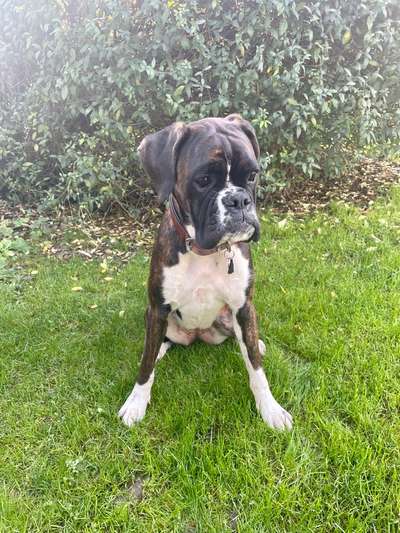 Deutsche Boxer-Beitrag-Bild