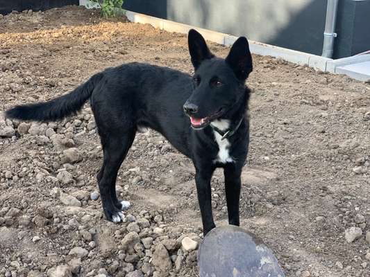 Hundetreffen-Gassi, spielen und toben-Bild
