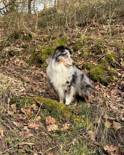 Shelties-Beitrag-Bild