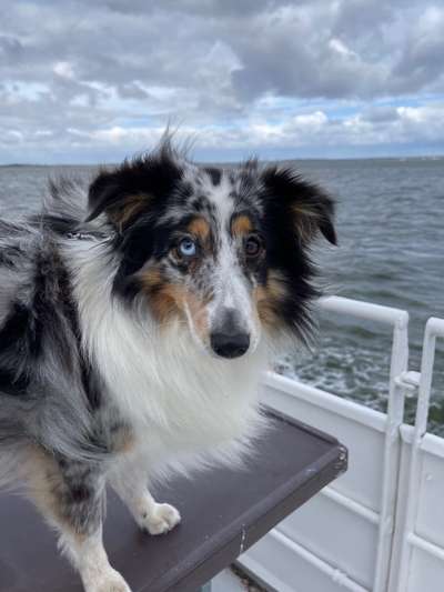 Dogorama Photo Challenge- genervter Blick-Beitrag-Bild