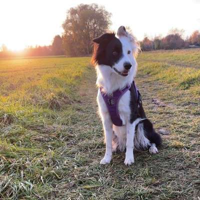 Hundetreffen-Gassi treffen-Bild