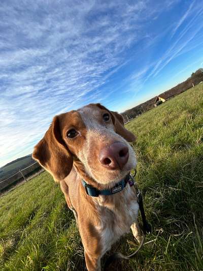 Hundetreffen-Gassirunde in Funkenhausen-Bild