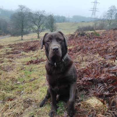 Hundetreffen-Spielen,Treffen zum Spaziergang und Kennenlernen mit Artgenossenen-Bild